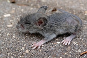 Baby mouse