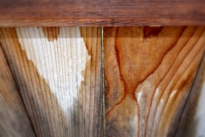 Love on a rain-soaked fence