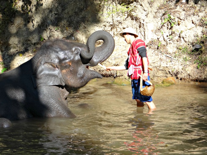 Elephants Bathe at Maesa Elephant Camp Inner Cathedral